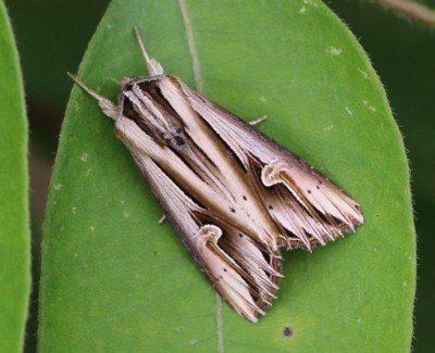 �R���N�����g�E