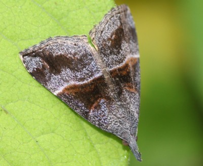 �N���L�V�^�A�c�o