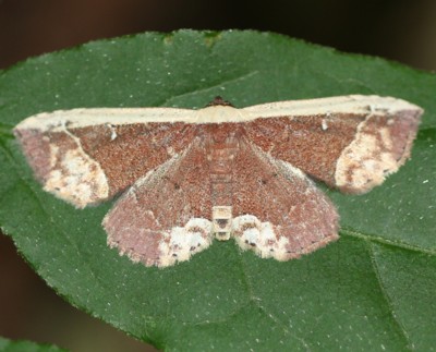 �����V���N���}�R���K