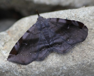 �����T�L�q���N�`�o