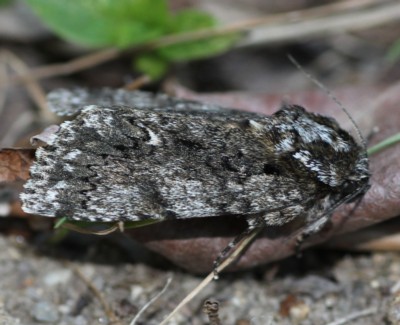 �i�V�P������