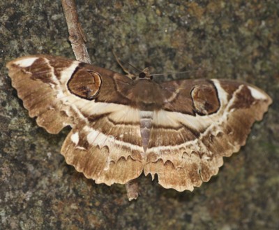 �I�I�g���G