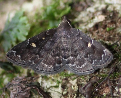 �V���z�V�N���A�c�o