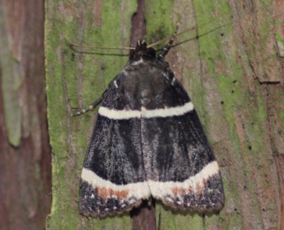 �V���X�W�J���X���g�E