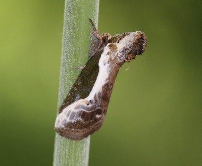 �V���X�W�L�m�R���g�E