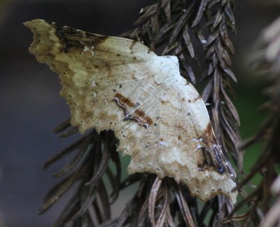 �V���e���c�}�L���A�c�o