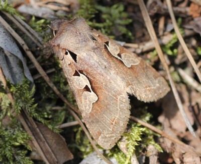 �X�M�^�j�L���K