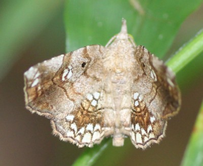 �c�}�W���c�}�L���A�c�o