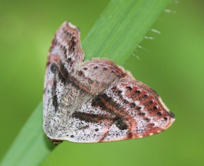 �E�X�x�j�R���K