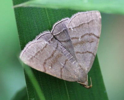 �E�X�O���A�c�o