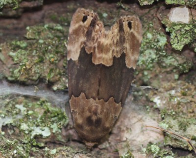 �E�X�d�}�N�`�o