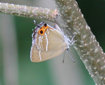 �~�h���V�W�~