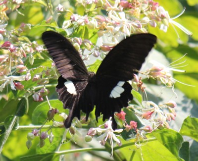 �����L�A�Q�n