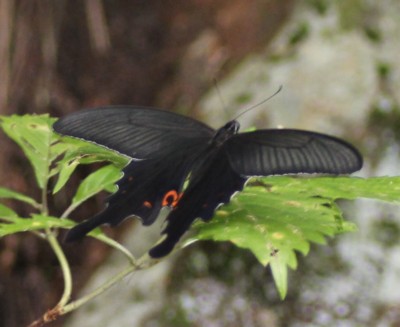 �I�i�K�A�Q�n