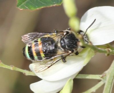 �A�I�X�W�n�i�o�`