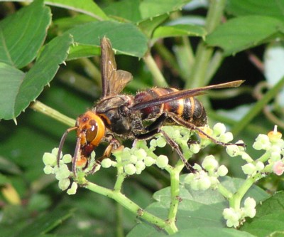 �q���X�Y���o�`