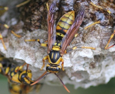 �L�A�V�i�K�o�`