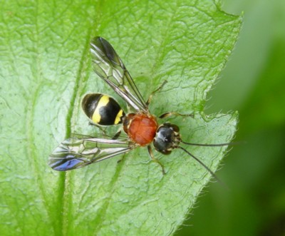 �L�X�W�Z�A�J�J�M�o���o�`