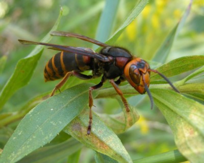 �����X�Y���o�`