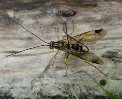 �I�I�z�V�I�i�K�o�`