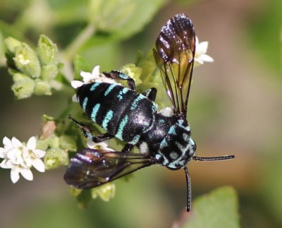 ���������n�i�o�`