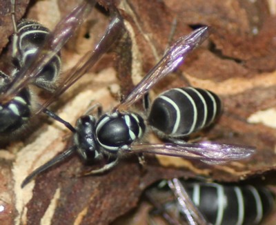 �V�_�N���X�Y���o�`