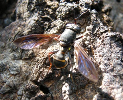 �n�`���h�L�n�i�A�u