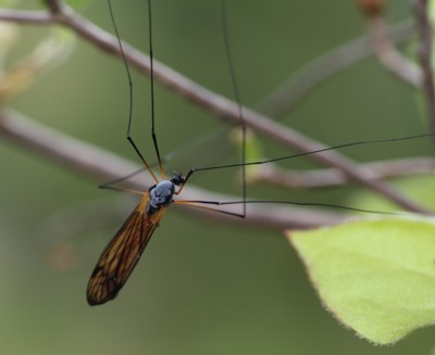 �L�S�V�K�K���{