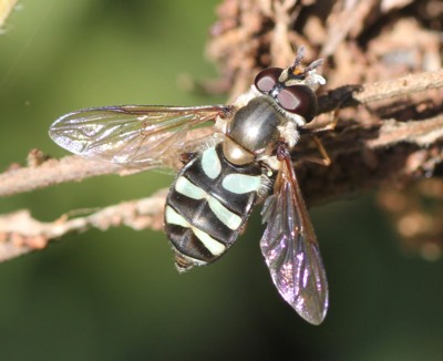 �}���q���^�A�u