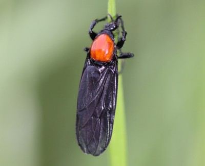 ���X�A�J�P�o�G