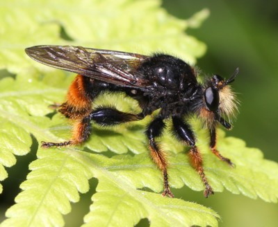 �I�I�C�V�A�u