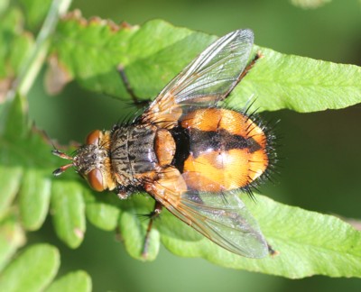 �Z�X�W�n���o�G