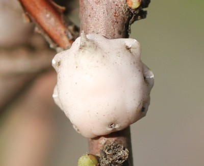 �c�m���E���V