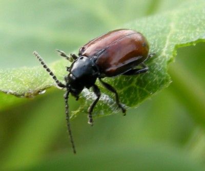 �`���o�l�c���n���V