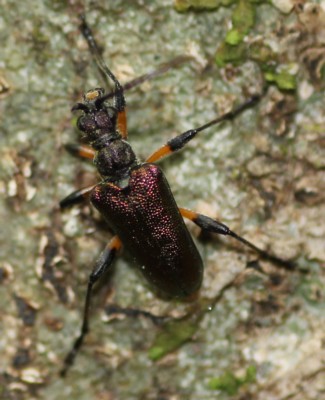 �J���J�l�n�i�J�~�L��