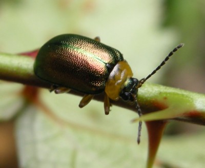 �L�N�r�A�I�n���V