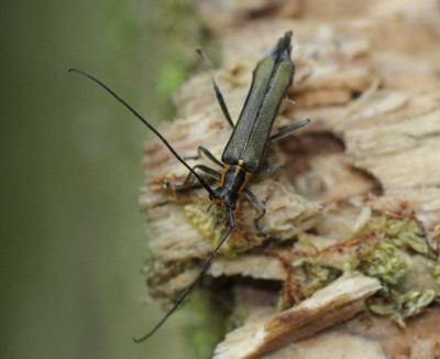 �Z�~�X�W�j�Z�����S�J�~�L��