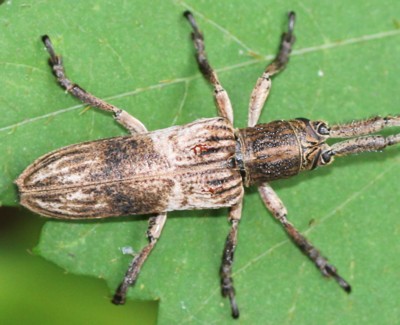 �^�e�W�}�J�~�L��