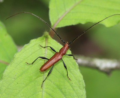 �g�r�C���J�~�L��