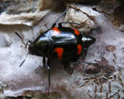 ���}�g�f�I�L�m�R���V