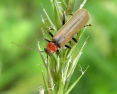 �E�X�`���W���E�J�C