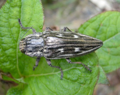 �E�o�^�}���V