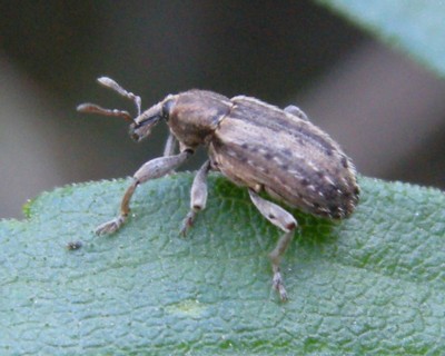 �A���t�@���t�@�^�R�]�E���V