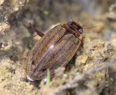 �q���Q���S���E