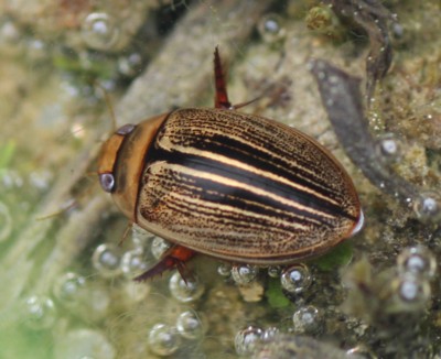 �R�V�}�Q���S���E