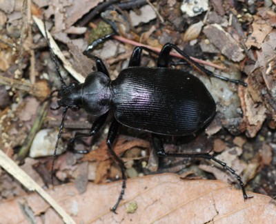 �N���J�^�r���I�T���V