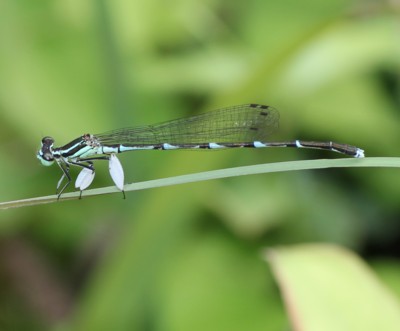 �O���o�C�g���{