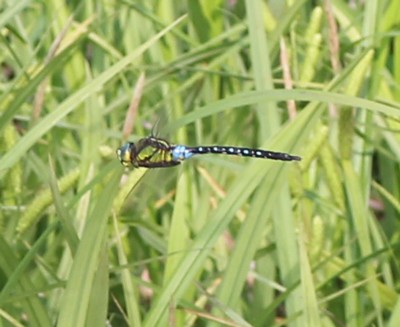 �N���X�W�M�������}