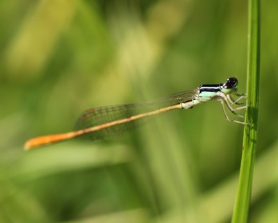 ���[�g���C�g�g���{