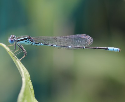 ���X�W�C�g�g���{